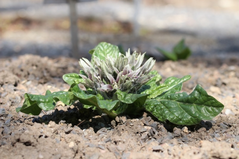 Alraune (Mandragora officinarum)