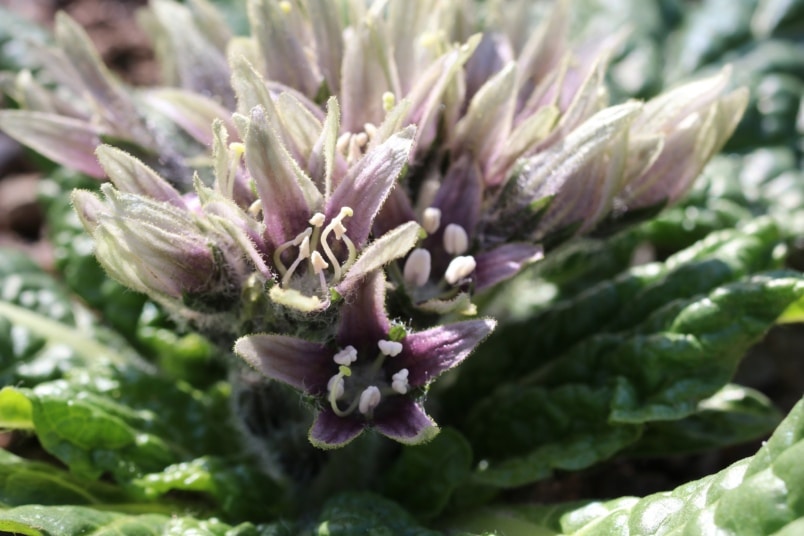 Alraune (Mandragora officinarum)