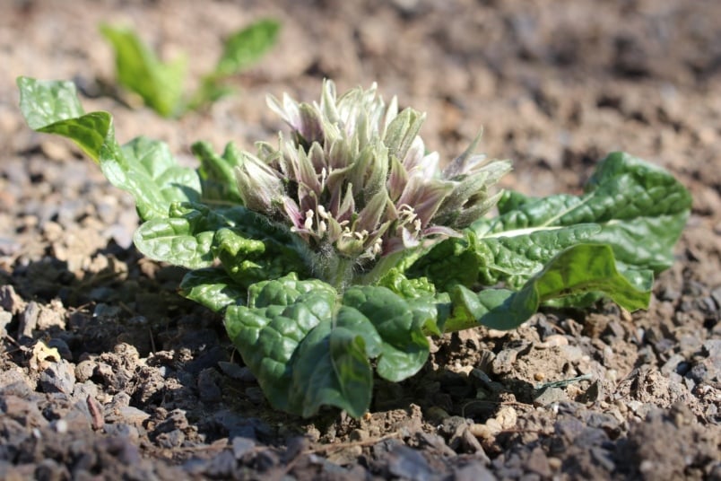 Alraune (Mandragora officinarum) im Beet