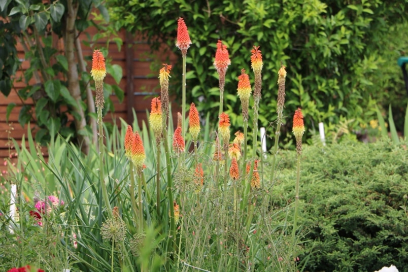 Fackellilie (Kniphofia)