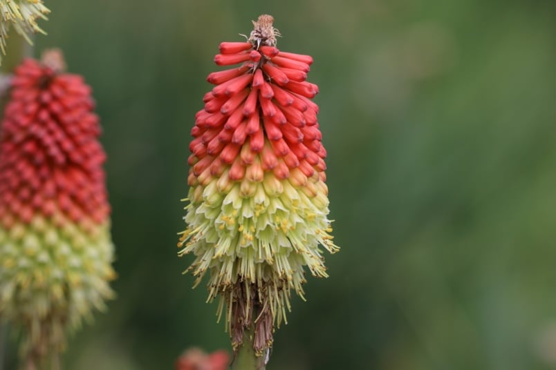 Blüte der Fackellilie (Kniphofia)