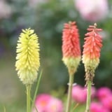 Fackellilie, Kniphofia - Standort, Pflege und Schneiden