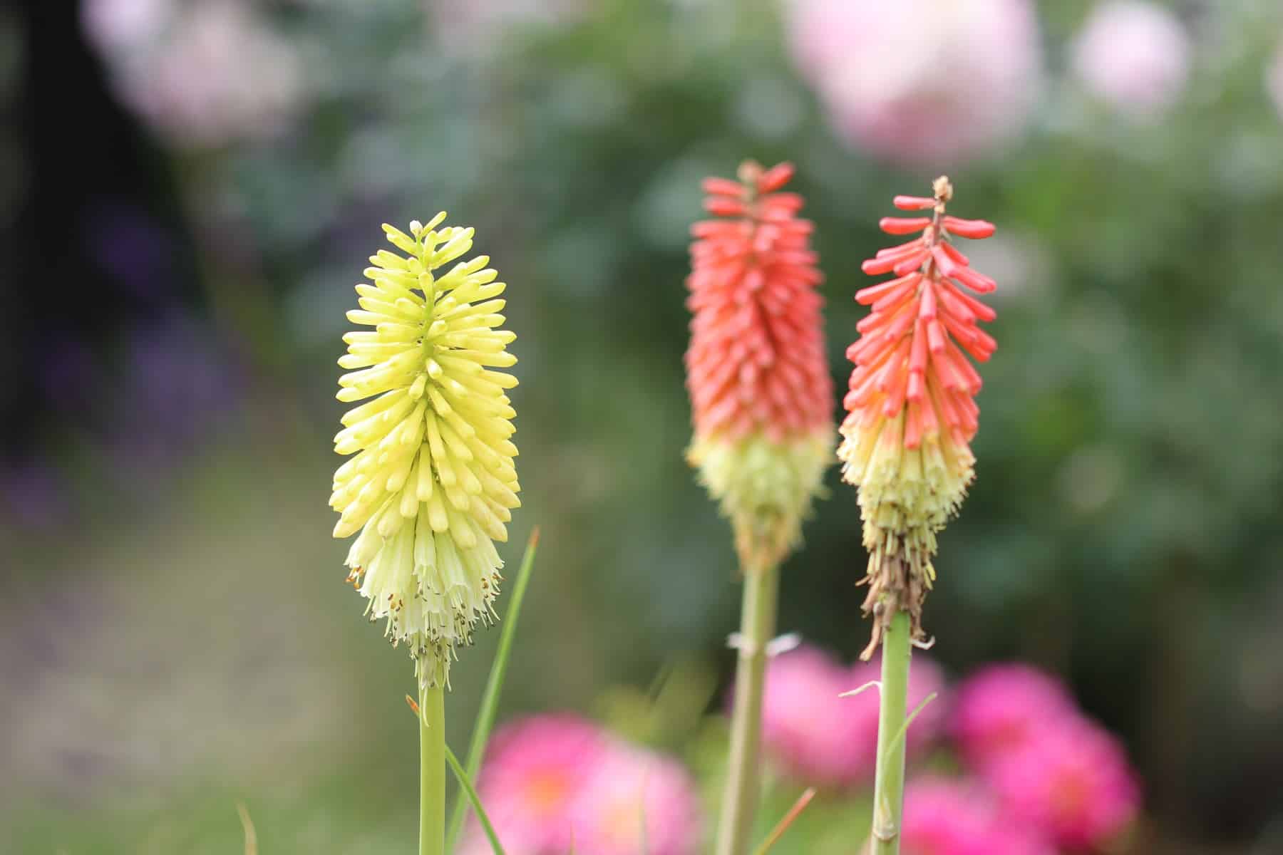 Fackellilie, Kniphofia - Standort, Pflege und Schneiden