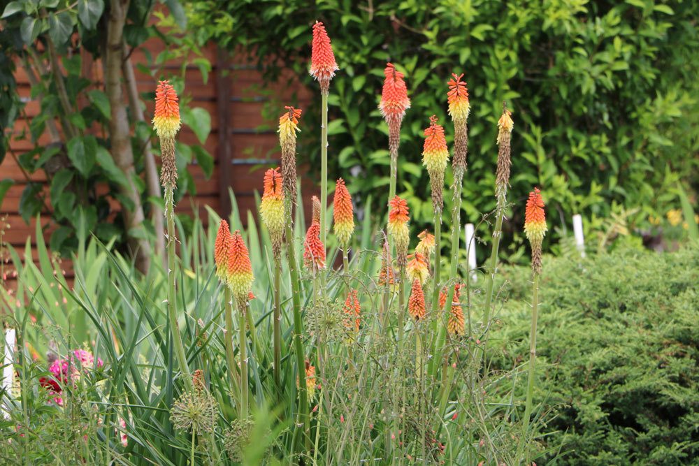 Fackellilie, Kniphofia