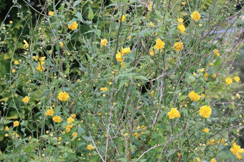 Gefüllter Ranunkelstrauch (Kerria japonica 'Pleniflora')