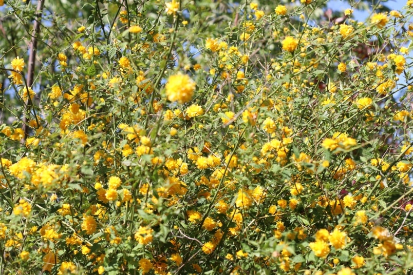 Gefüllter Ranunkelstrauch (Kerria japonica 'Pleniflora')