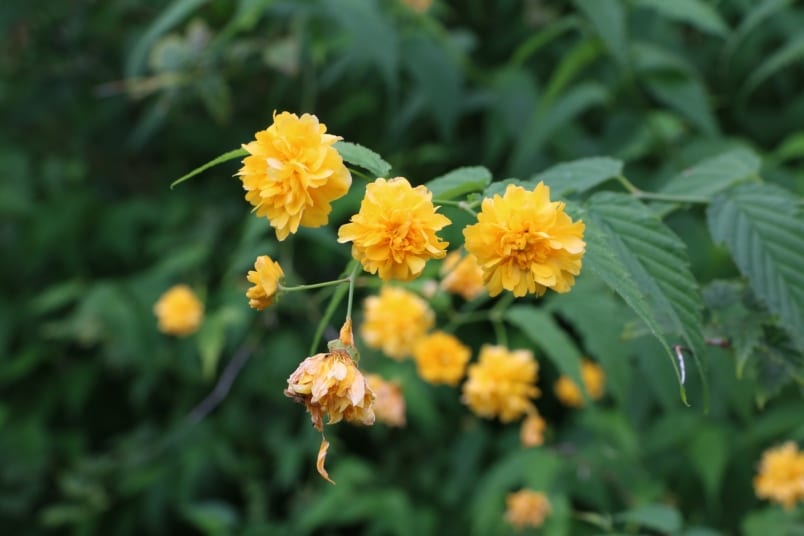 Gefüllter Ranunkelstrauch (Kerria japonica 'Pleniflora')