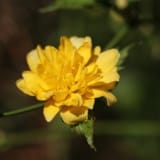 Gefüllter Ranunkelstrauch, Kerria japonica Pleniflora - Pflege + Bilder