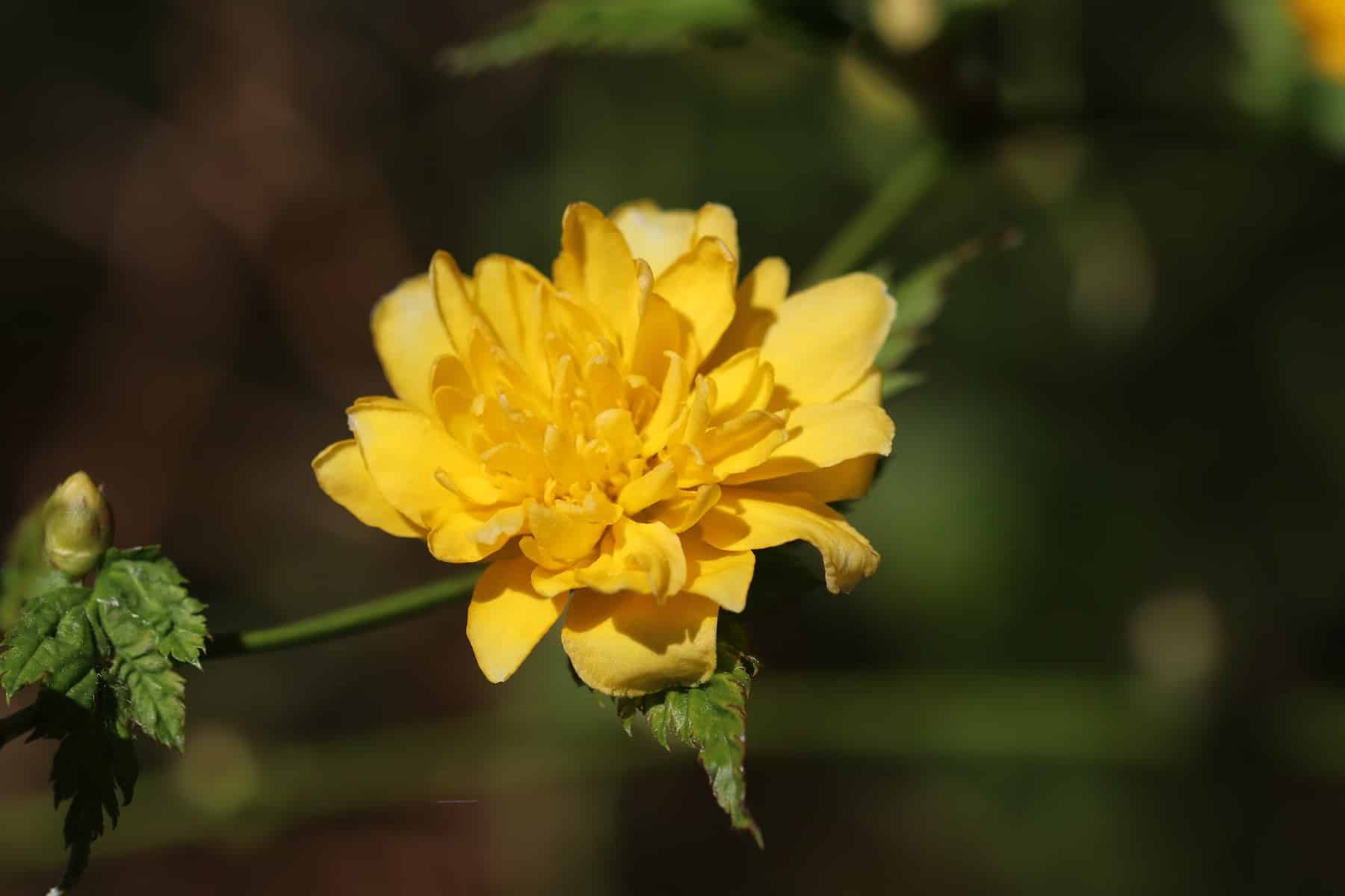 Gefüllter Ranunkelstrauch, Kerria japonica Pleniflora - Pflege + Bilder