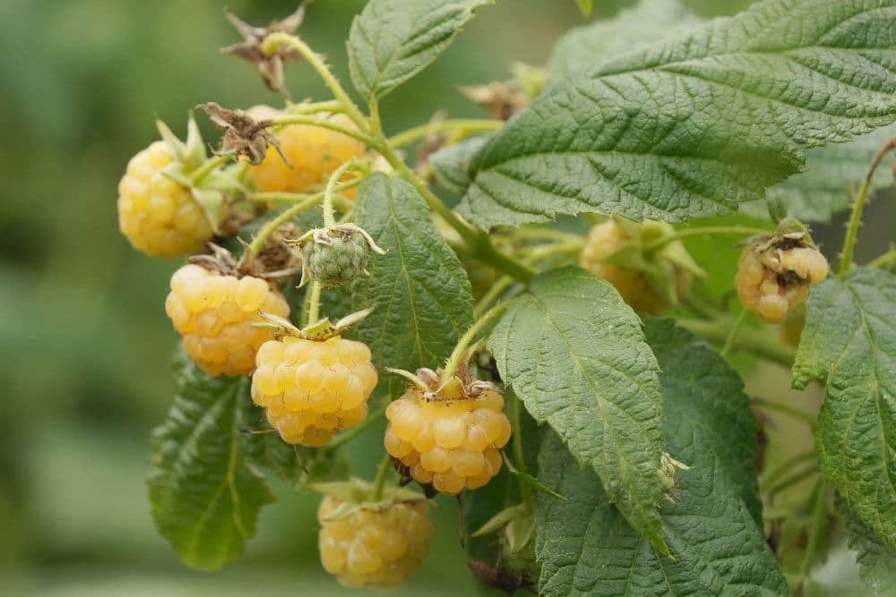 Gelbe Himbeeren selbst anbauen und ernten