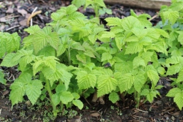 Himbeeren düngen - wann, womit und wie?