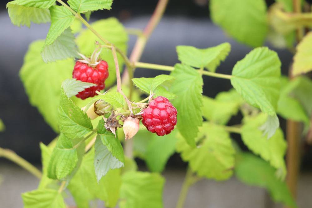 Himbeeren, Rubus idaeus