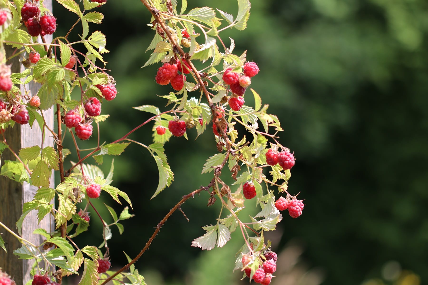 Himbeeren