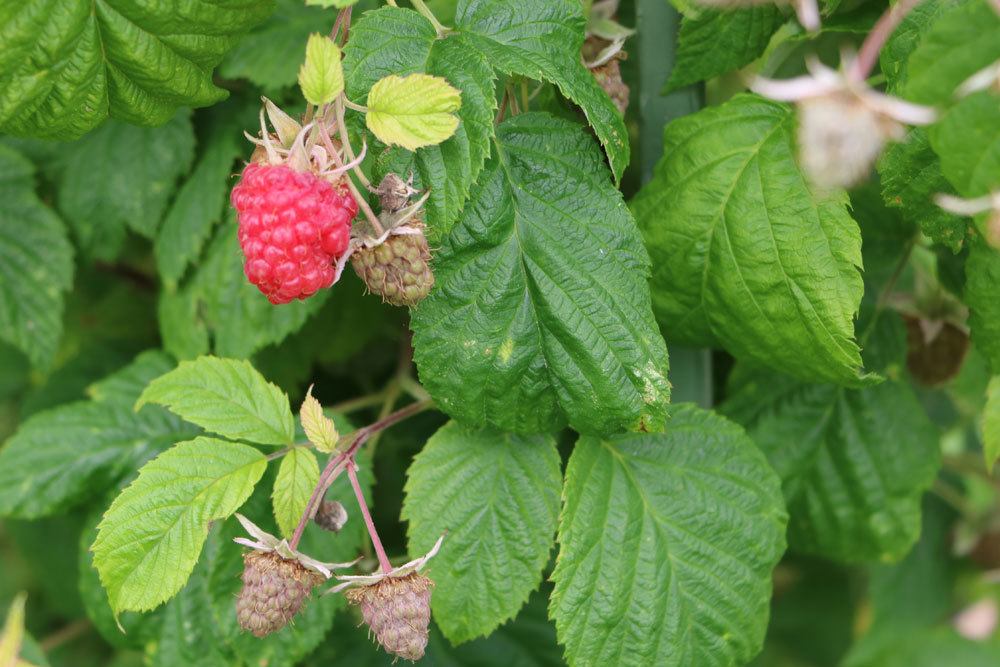 Himbeeren im Garten