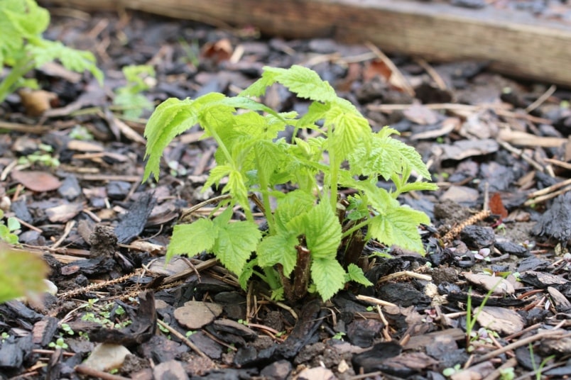 Junge Himbeerpflanze mit Mulchschicht