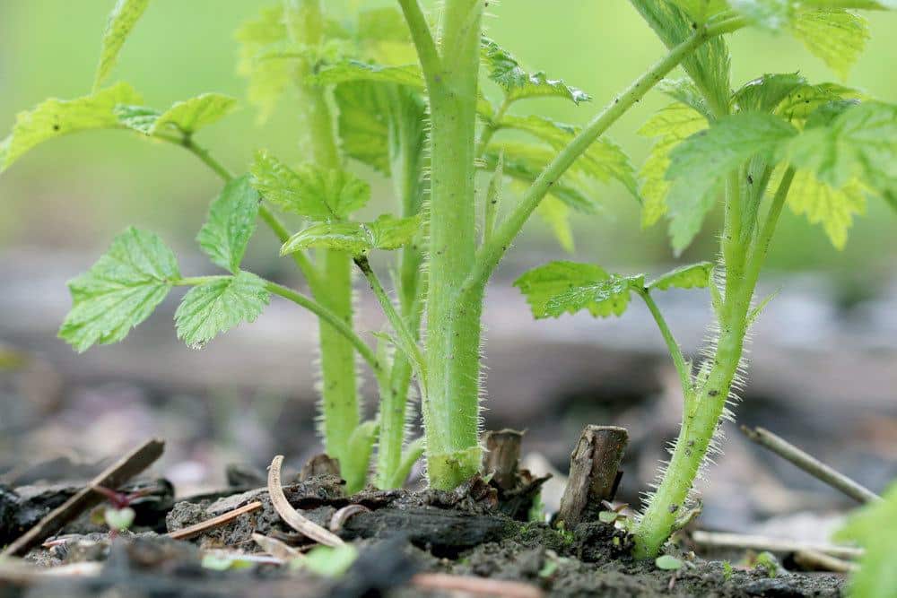 Himbeeren, Rubus idaeus im Gartenbeet