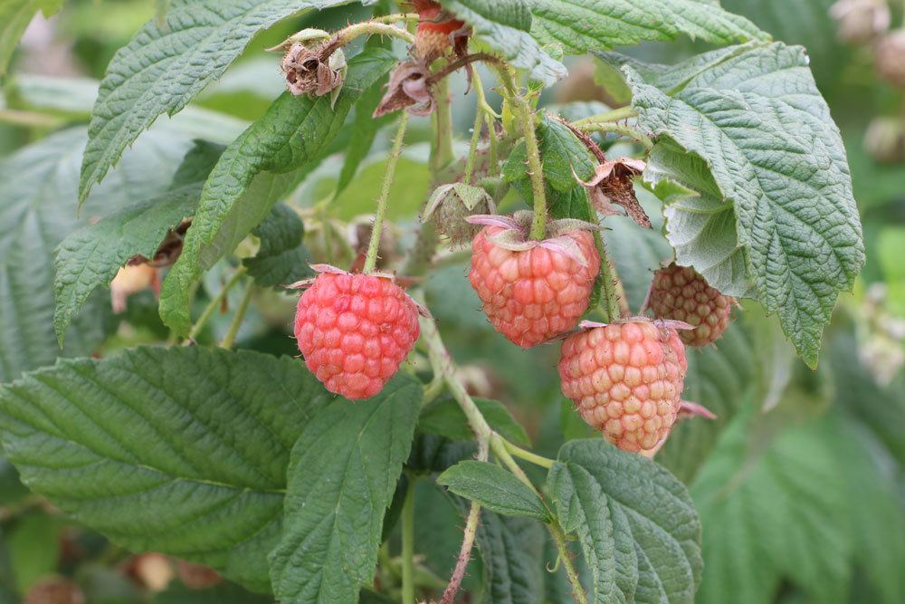 Himbeeren, Rubus idaeus