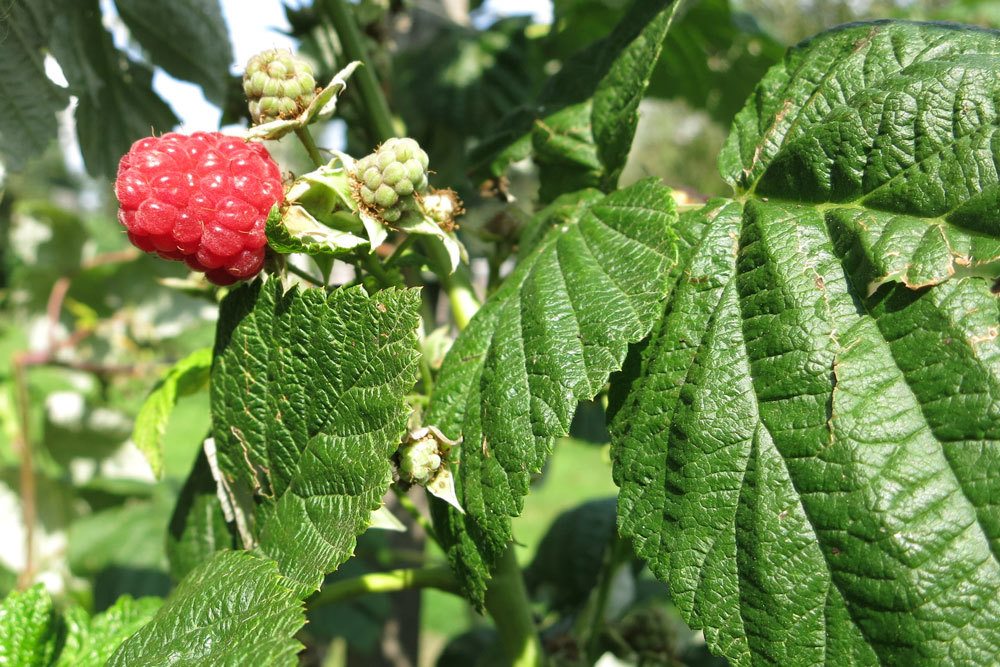 Himbeeren sind sehr robuste Pflanzen