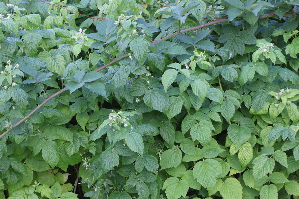 Himbeeren vermehren