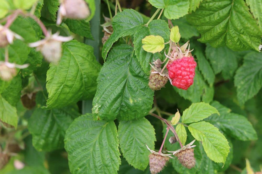 Himbeeren sind saftig, süße Früchte