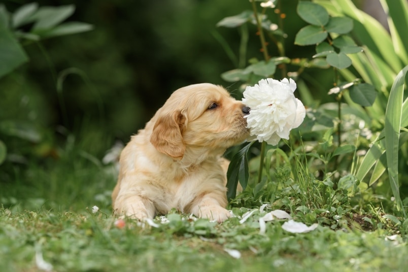 Hund schnuppert an Pfingstrose