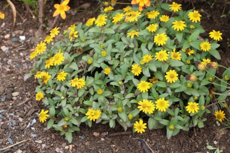 Husarenknöpfchen (Sanvitalia procumbens)