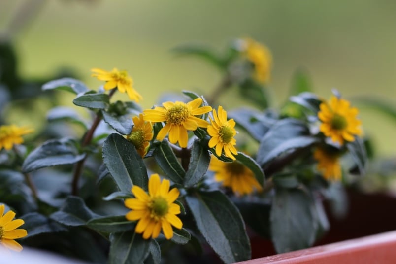 Husarenknöpfchen (Sanvitalia procumbens)