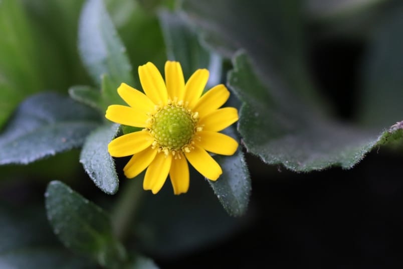 Husarenknöpfchen (Sanvitalia procumbens)