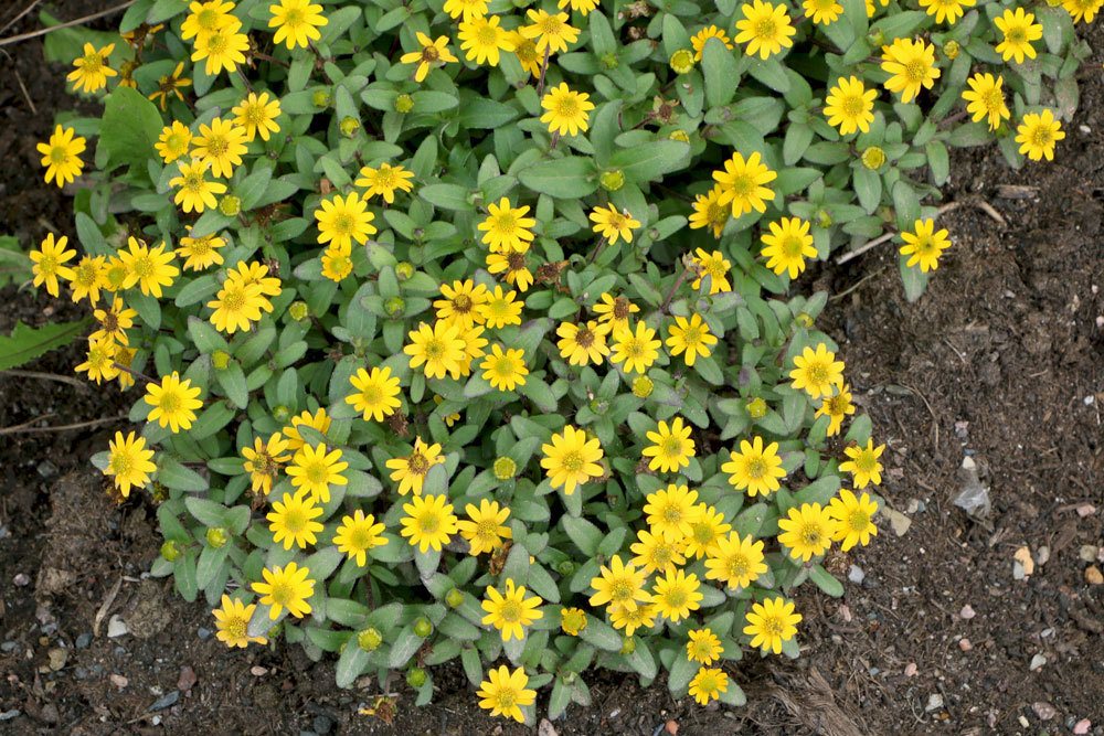 Husarenknöpfchen wird auch Goldrandblümchen genannt