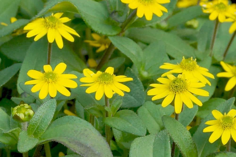 Husarenknöpfchen, Husarenknopf wächst bis zu 35 Zentimeter hoch