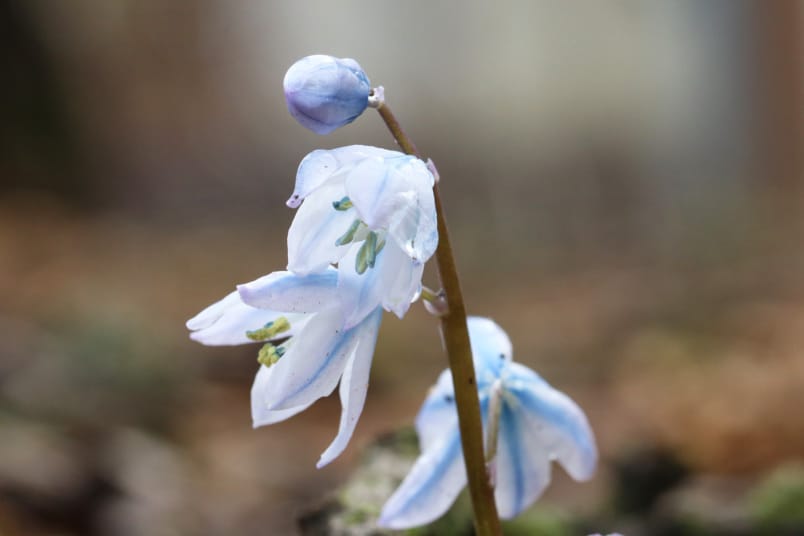 Blüte des Mischtschenko-Blausterns (Scilla mischtschenkoana)