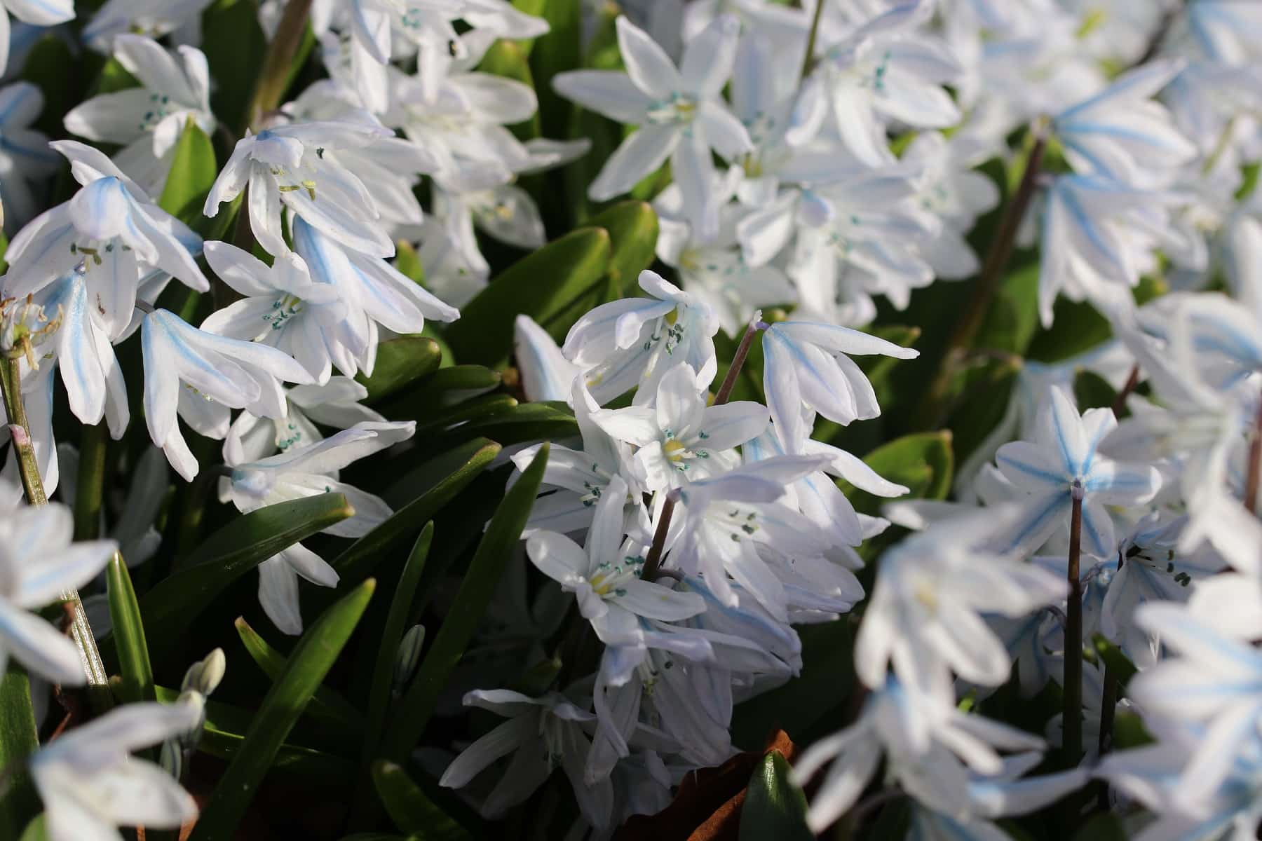 Mischtschenko-Blaustern, Scilla mischtschenkoana - Pflege-Info + Bilder