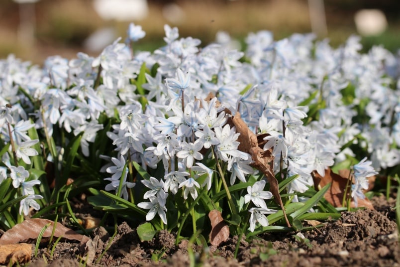 Mischtschenko-Blaustern (Scilla mischtschenkoana)