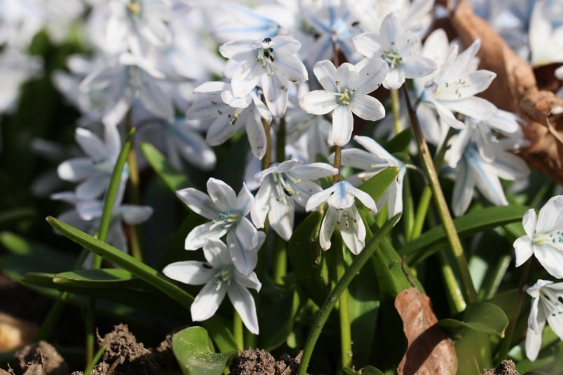 Mischtschenko-Blaustern (Scilla mischtschenkoana)