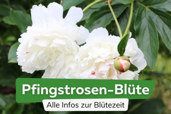 Wann blühen Pfingstrosen? Infos zur Blütezeit