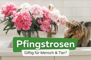 Sind Pfingstrosen giftig für Menschen, Hunde oder Katzen?