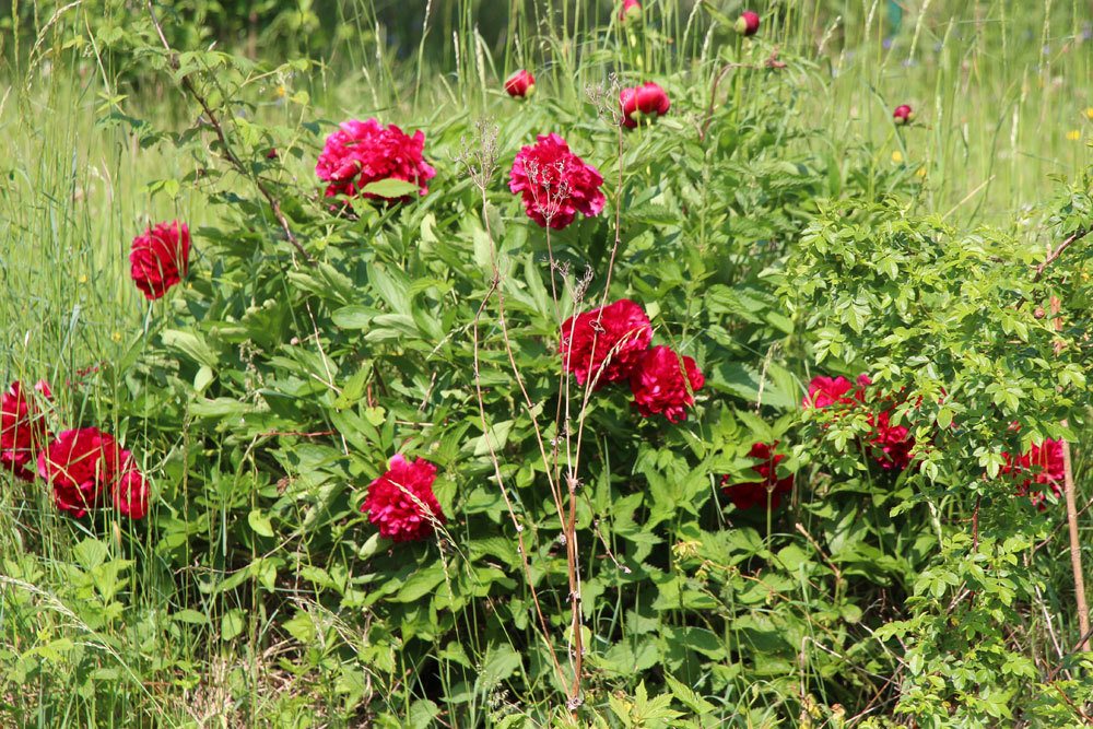 Pfingstrosen, Paeonia