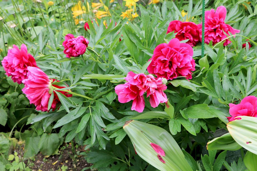 Paeonia officinalis, Pfingstrose