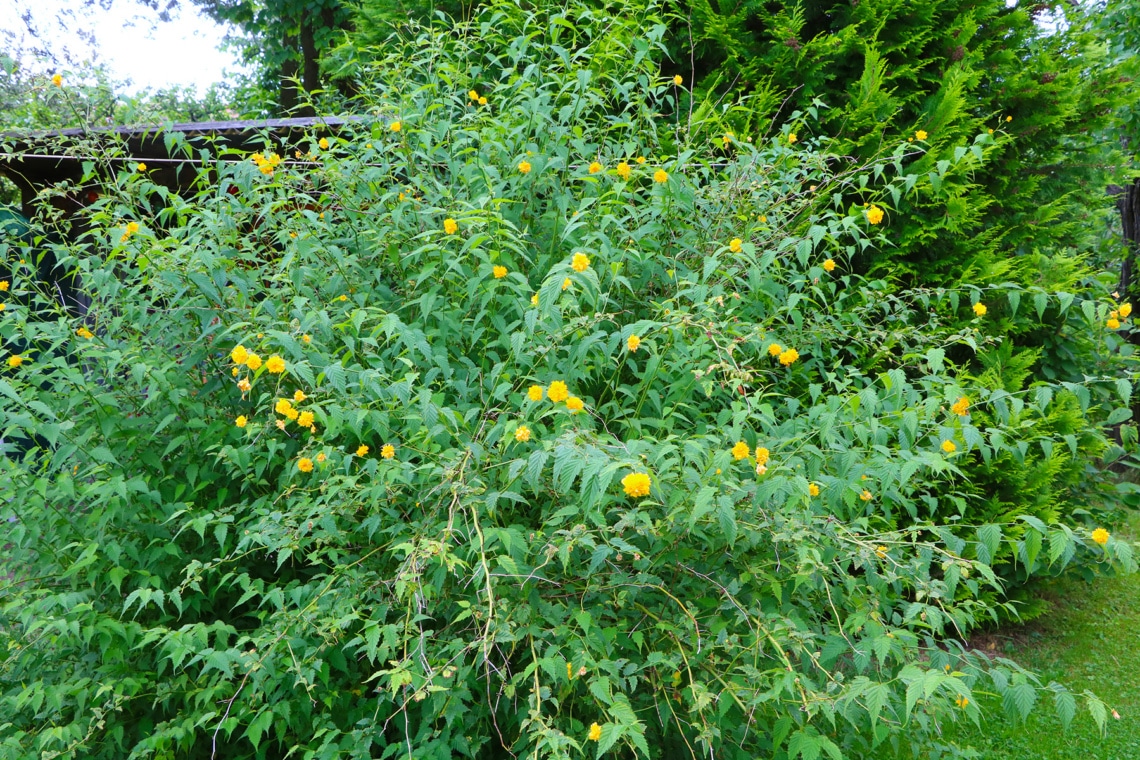 Ranunkelstrauch (Kerria japonica)