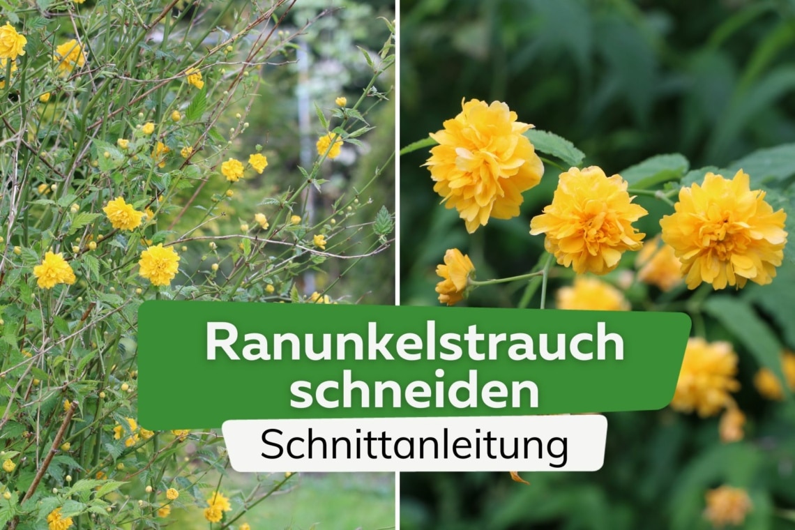 Ranunkelstrauch schneiden Titel