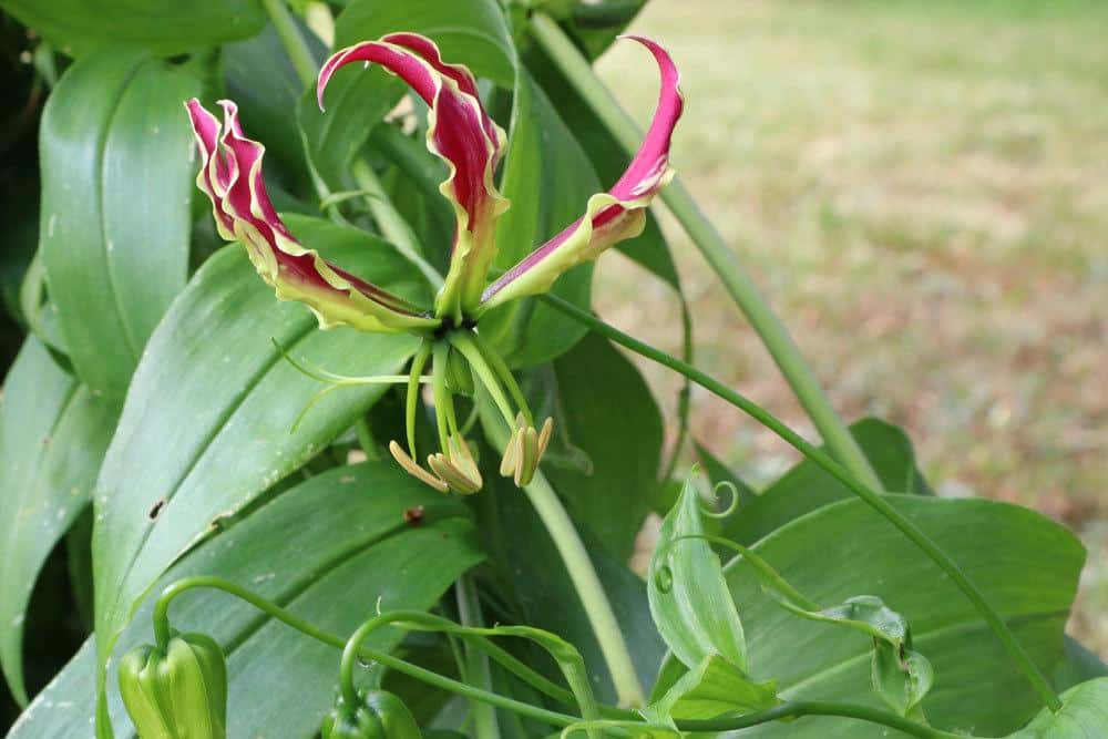 Ruhmeskrone, Gloriosa superba