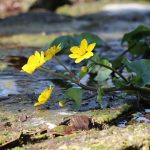 Sumpfdotterblume, Caltha palustris