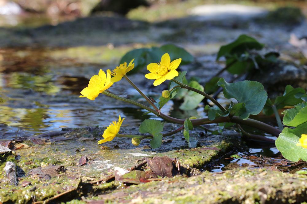 Sumpfdotterblume, Caltha palustris