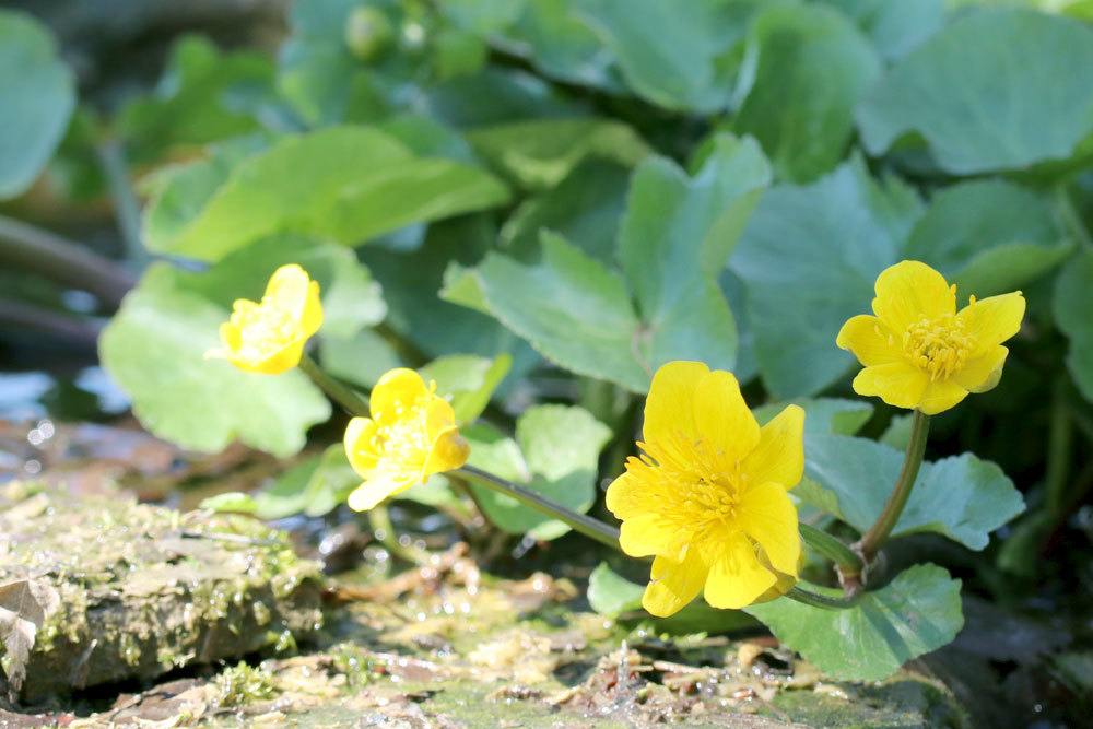 Sumpfdotterblume, Caltha palustris ist eine Feuchtgebietspflanze