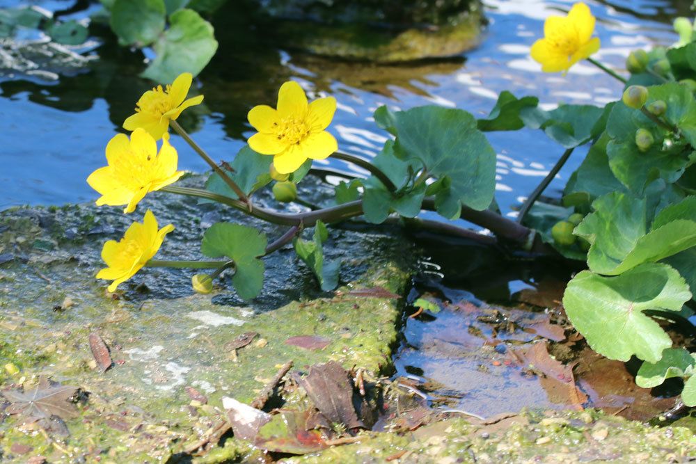 Sumpfdotterblume für Natur- oder Wassergarten geeignet