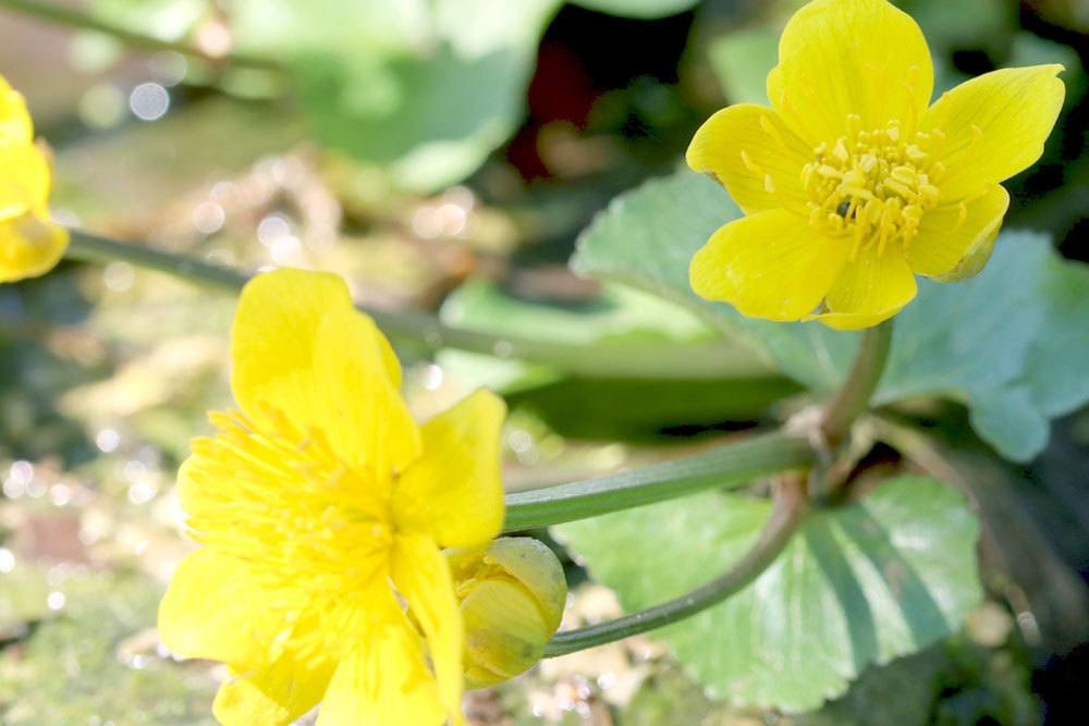 Sumpfdotterblume wird von Ende August bis Mitte Oktober gepflanzt