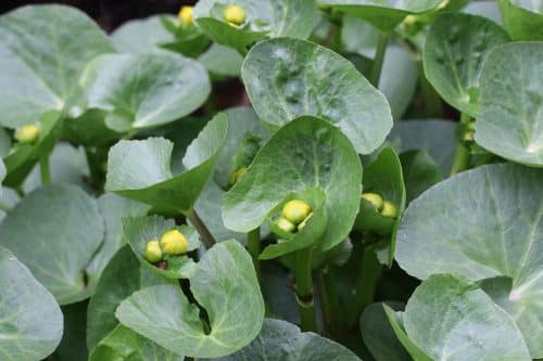 Caltha palustris mit gelben Blütenknospen