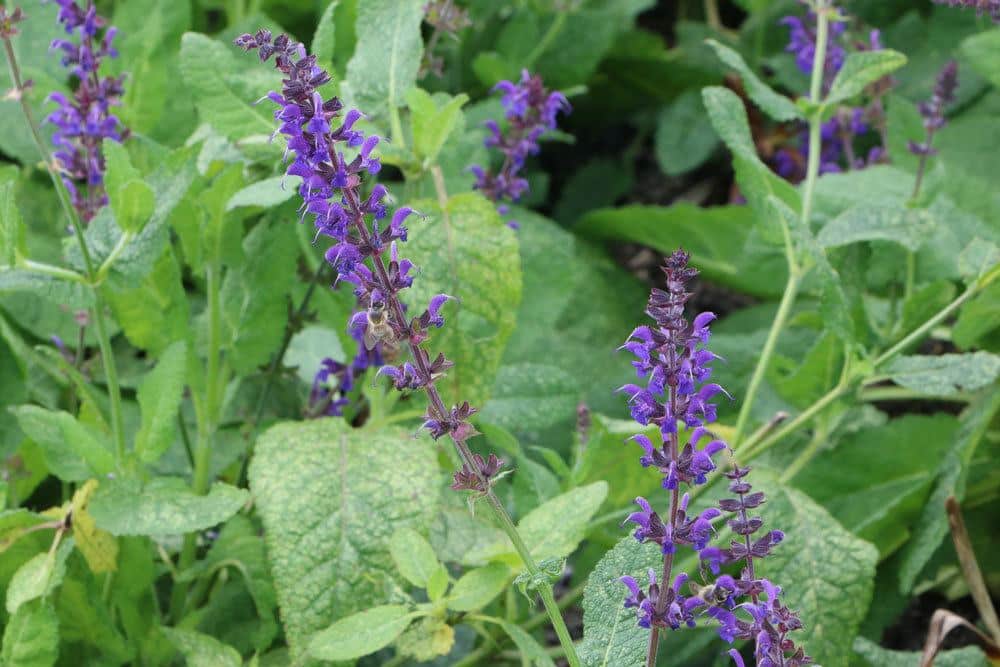 Ziersalbei, Salvia nemorosa gibt es in unterschiedlichen Sorten