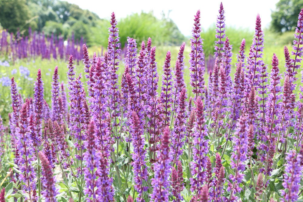 Ziersalbei, Steppensalbei, Salvia nemorosa