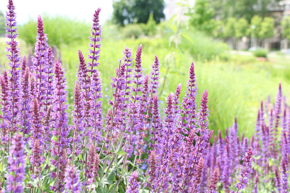 Ziersalbei bildet Blüten in langen Ähren